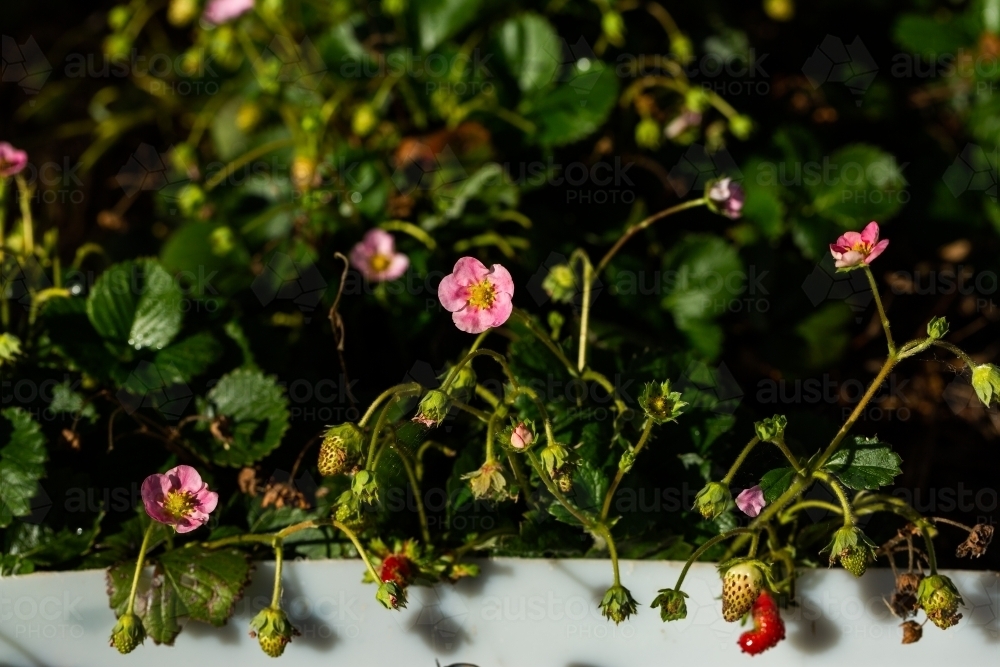 Image of Close up of flowers and small growing strawberry fruits on ...