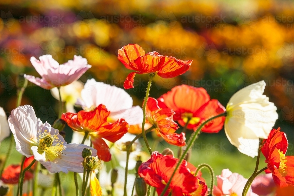 Close up of flowers in a botanical garden - Australian Stock Image