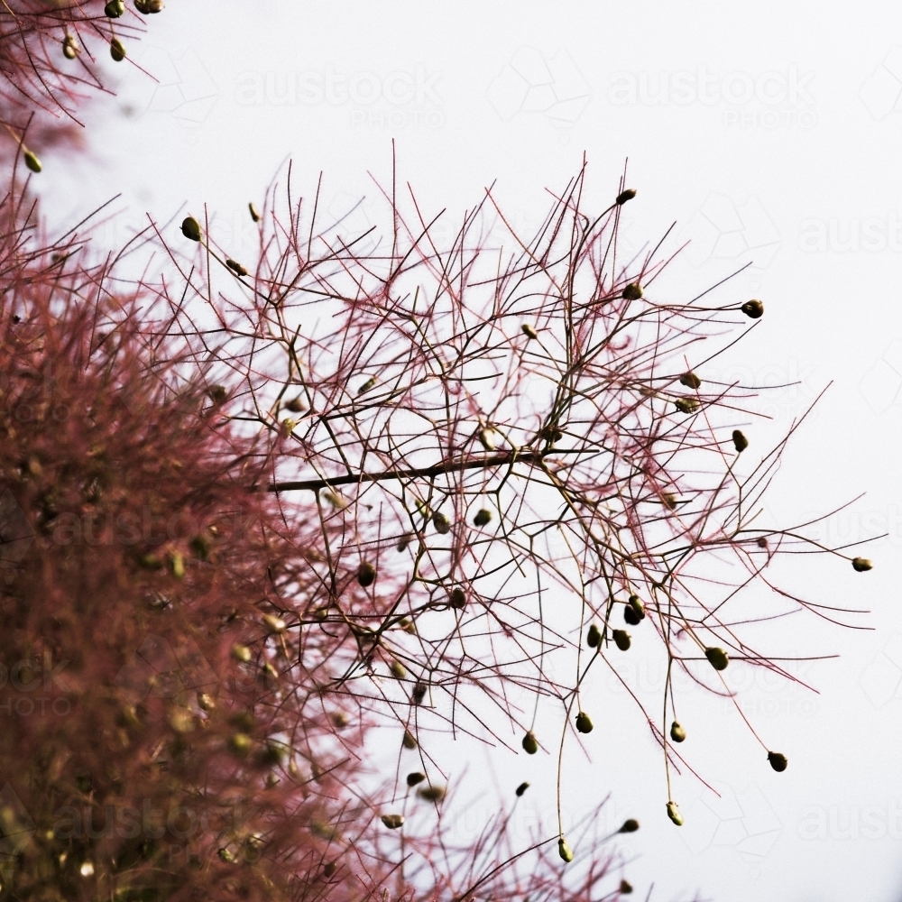 close up of flowers on the burning bush tree - Australian Stock Image
