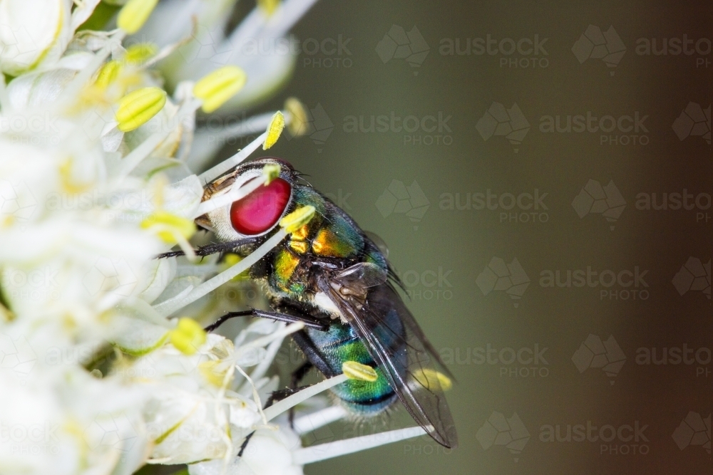Nectar Fly Image of Close up of fly feeding on nectar - Austockphoto