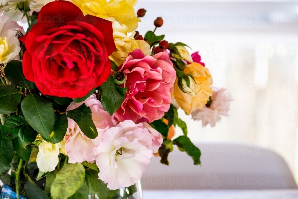 Close up of fresh picked roses - Australian Stock Image