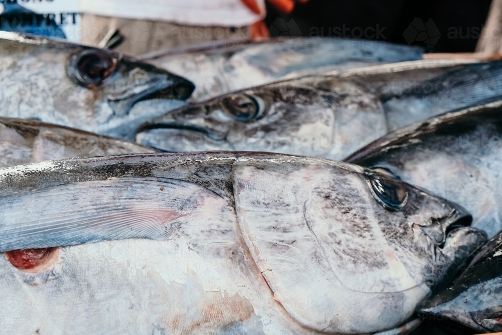 Close up of fresh tuna fish. - Australian Stock Image