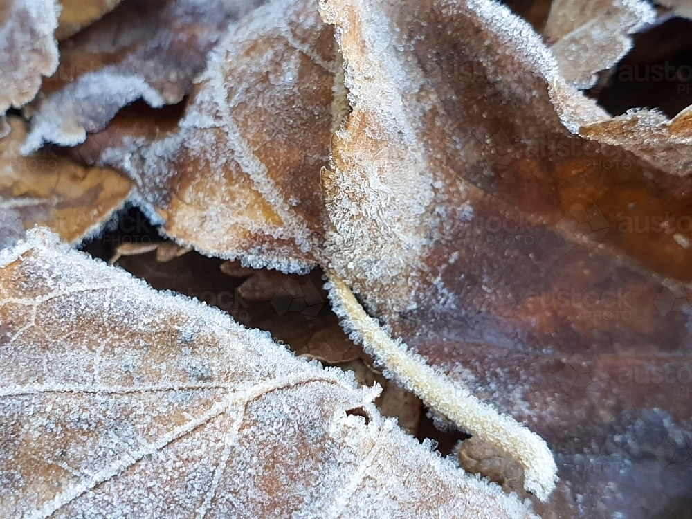 close up of frost on fallen leaves - Australian Stock Image