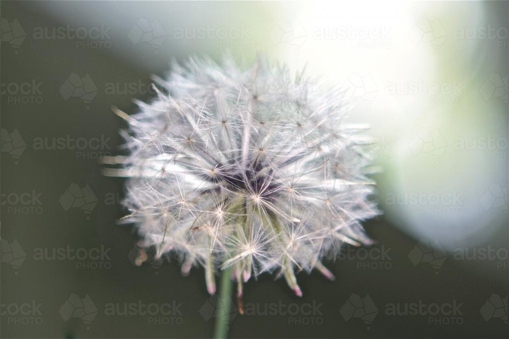 Close up of full dandelion head - Australian Stock Image