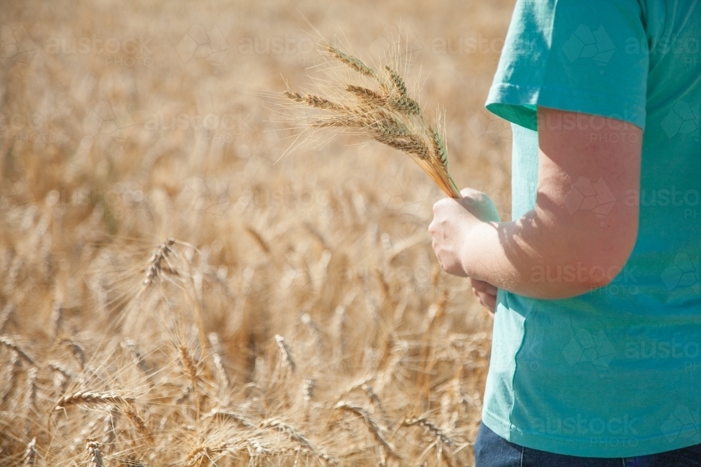 Close up of girl holding a sheaf of bearded wheat - Australian Stock Image