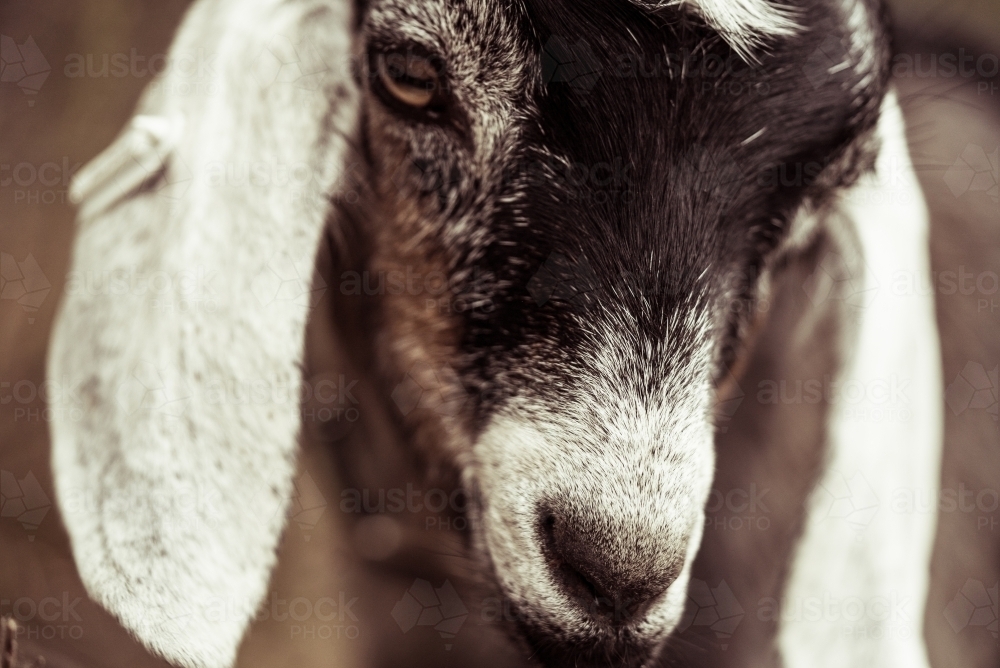 Close up of goat face - Australian Stock Image