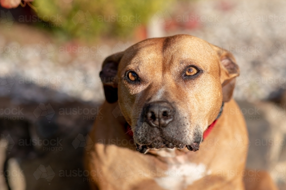 Close Up of Golden Staffy Dog - Australian Stock Image