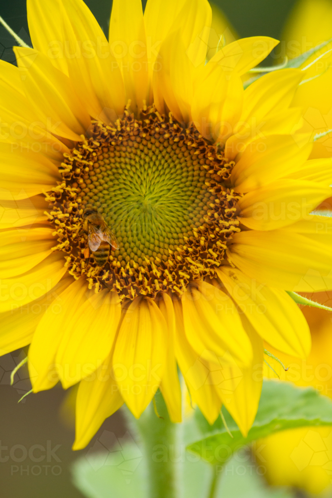 Close up of golden sunflower, bee,  and seed head. - Australian Stock Image