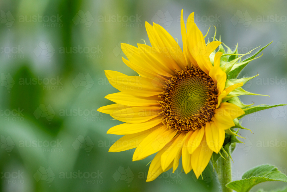 Close up of golden sunflower and seed head - Australian Stock Image