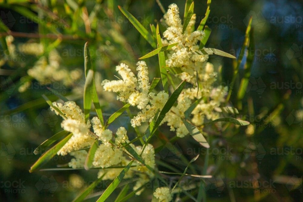 Close up of golden wattle flowering on a green bush - Australian Stock Image
