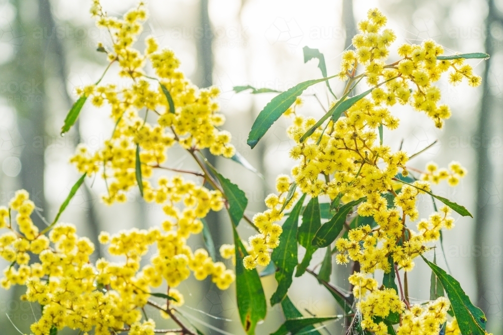 Close up of golden wattle with a bright bush background - Australian Stock Image