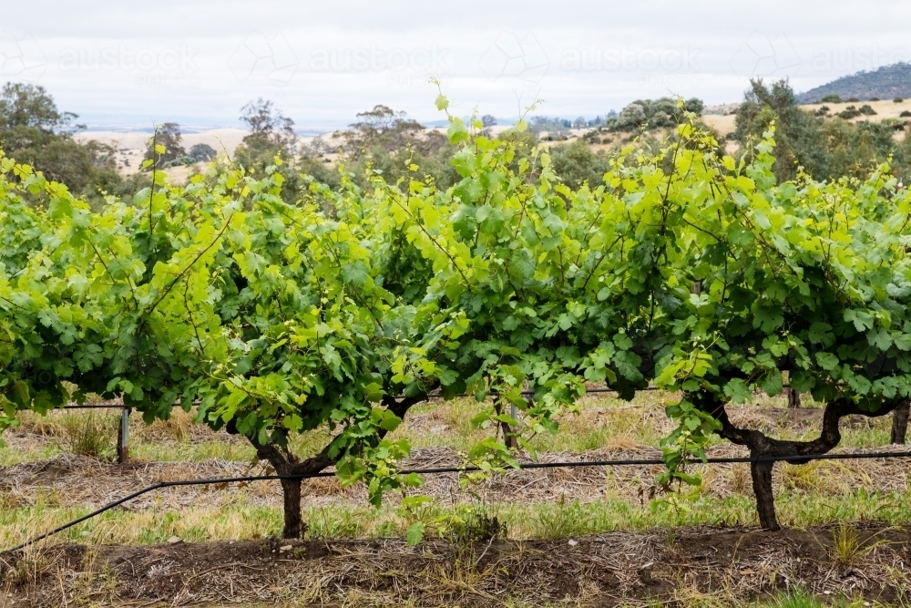 close up of grape vines in Australian landscape - Australian Stock Image