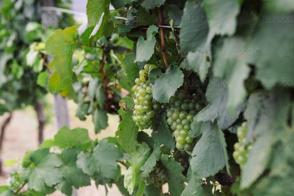 Close up of grapes on the vine at a winery - Australian Stock Image