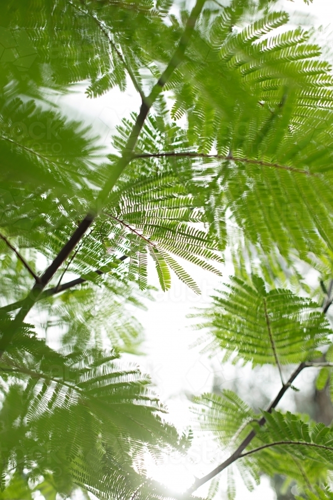 Close up of graphic fern leaves - Australian Stock Image