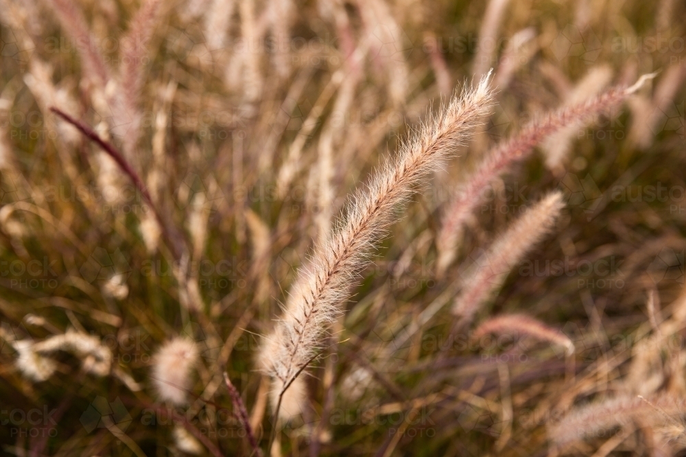 close up of grass seed flower - Australian Stock Image