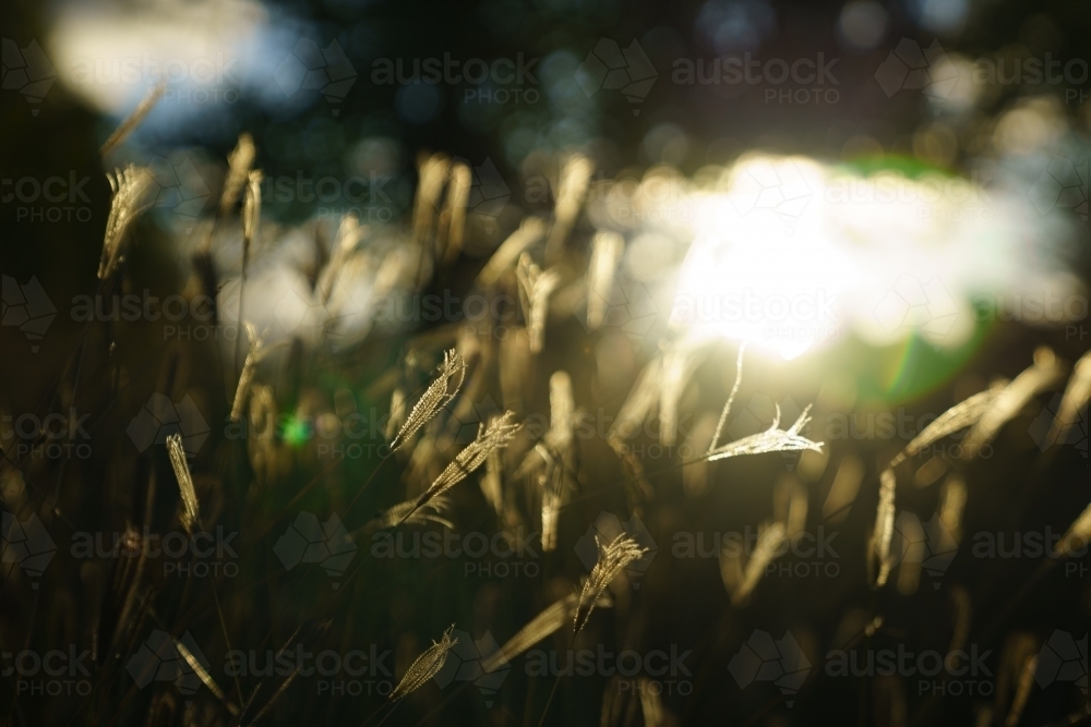 Close-up of grass seed heads in sunlit field - Australian Stock Image