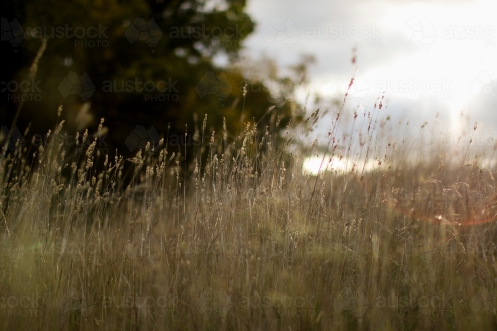 Close up of grass seeds caught in the afternoon sun with blurry trees in the background - Australian Stock Image