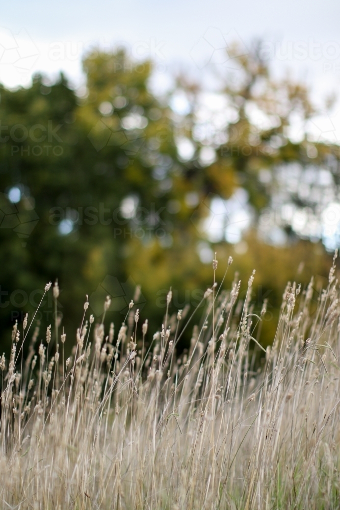 Close up of grass seeds in a paddock with blurry trees in the background - Australian Stock Image