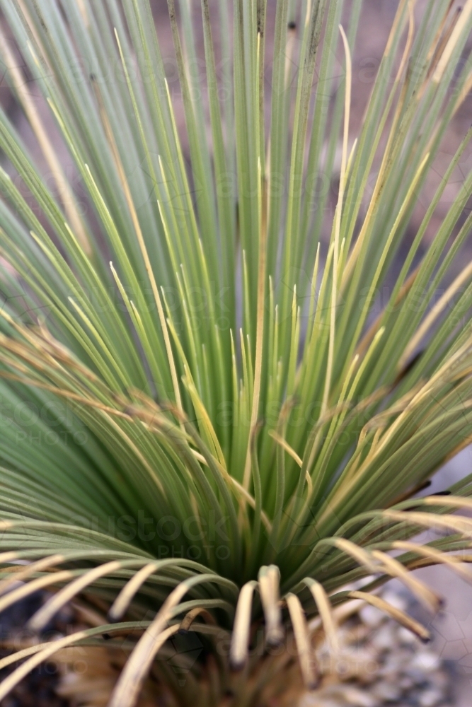 Close up of grass tree after a fire - Australian Stock Image