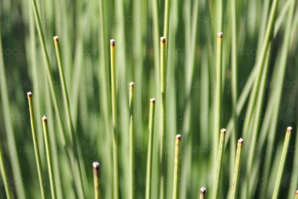Close up of grass tree leaves - Australian Stock Image