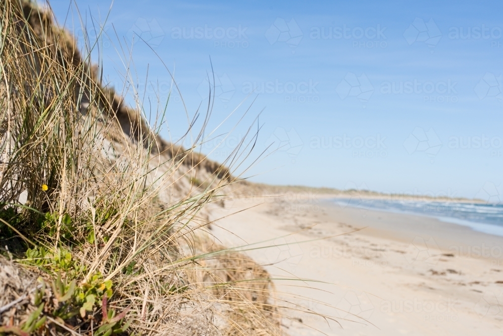 close up of grasses on sand dunes at a beach - Australian Stock Image