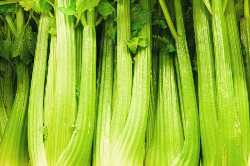 Close up of green celery stalks - Australian Stock Image