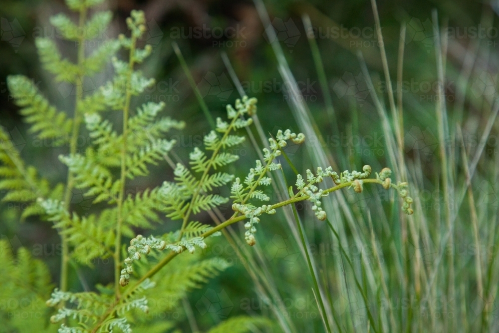 Close up of green fern in the bush - Australian Stock Image