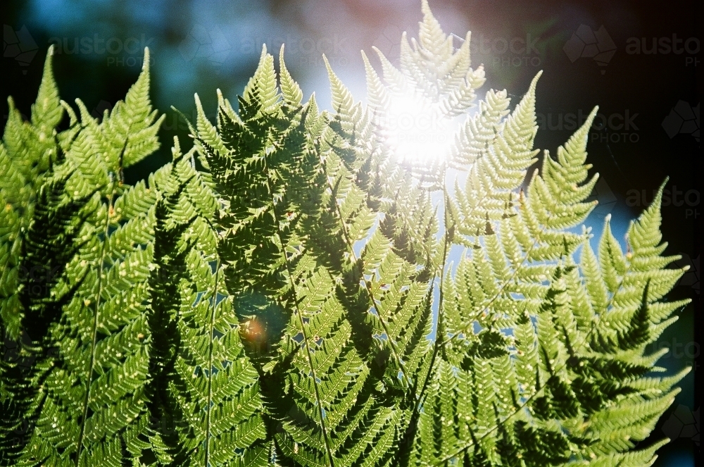 Close up of green fern leaves with sun flare - Australian Stock Image