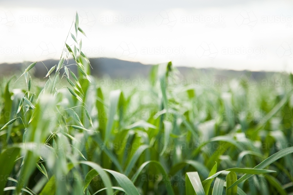 Close up of green oat crop in a farm paddock - Australian Stock Image