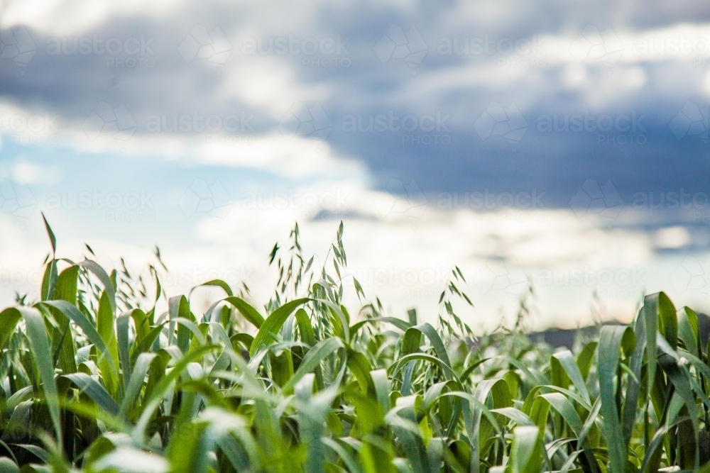 Close up of green oat crop in a farm paddock - Australian Stock Image