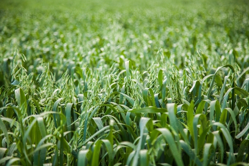Close up of green oat crop in a farm paddock - Australian Stock Image
