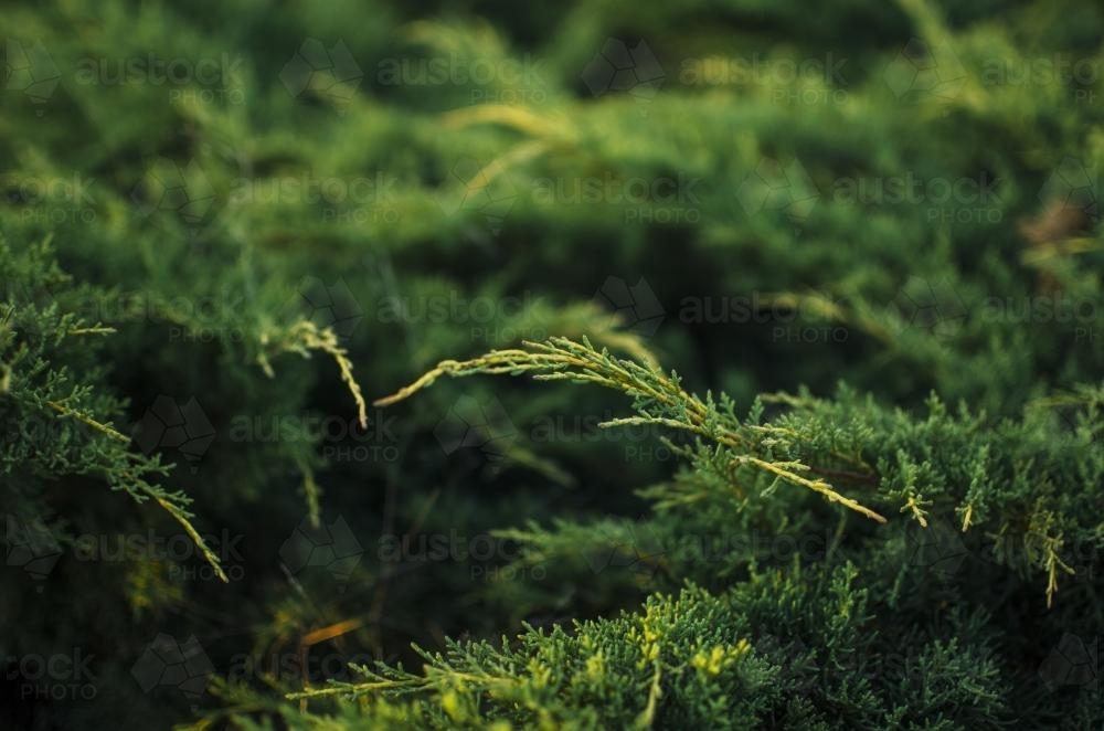 Close up of green pine leaves - Australian Stock Image