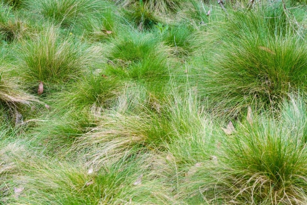 Close up of green subalpine tufts of grass - Australian Stock Image