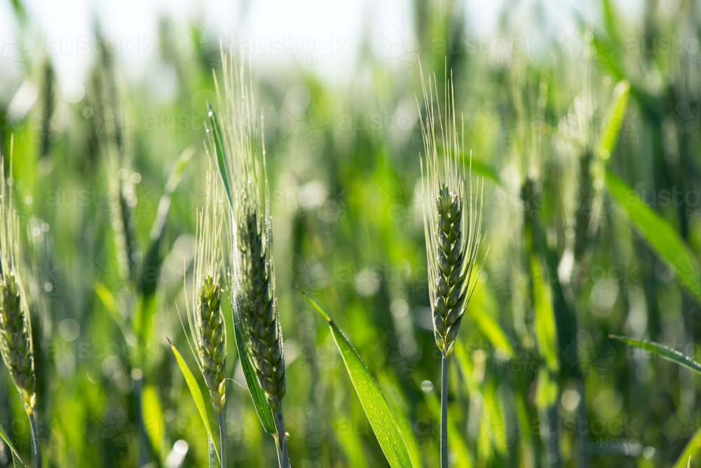 Close-up of green wheat ears in a sunny field - Australian Stock Image