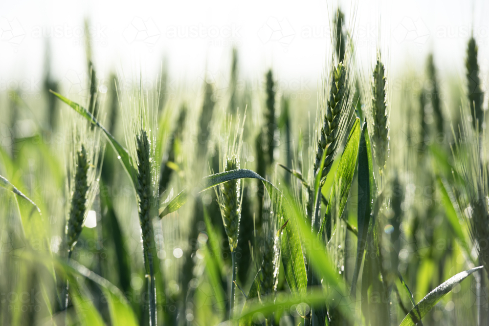 Close-up of green wheat stalks with dew - Australian Stock Image