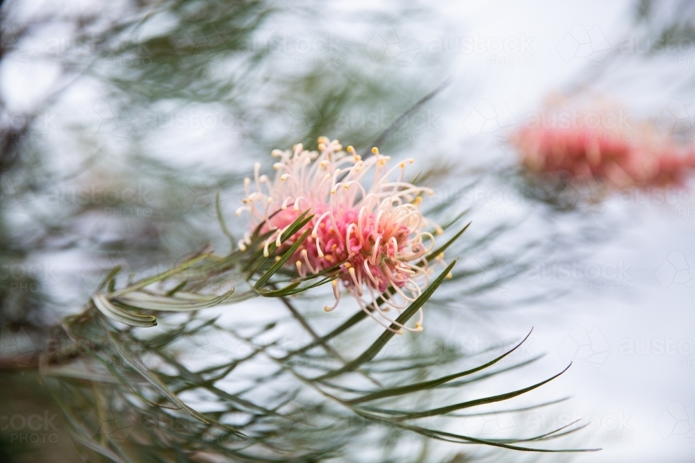 close up of grevillea flowers and leaves - Australian Stock Image