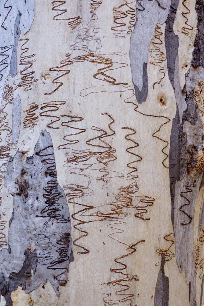 close up of grey and white gum tree trunk with scribbly insect trails - Australian Stock Image