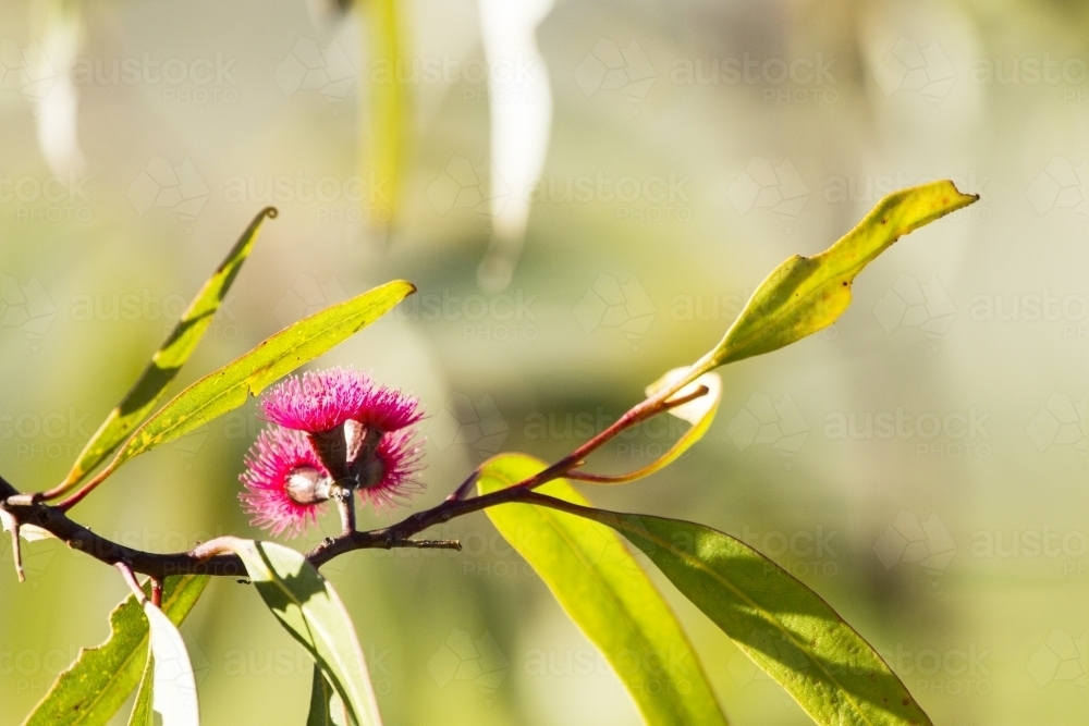 Close up of gum flower and leaves horizontal - Australian Stock Image