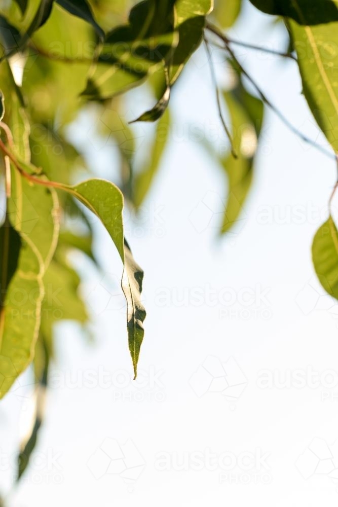 Close-up of gum leaves hanging against sky - Australian Stock Image