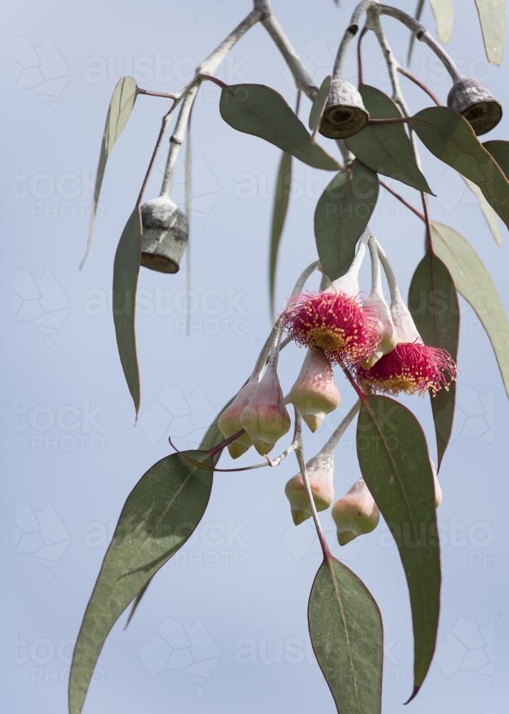 close up of gum nuts, flowers and gum leaves - Australian Stock Image