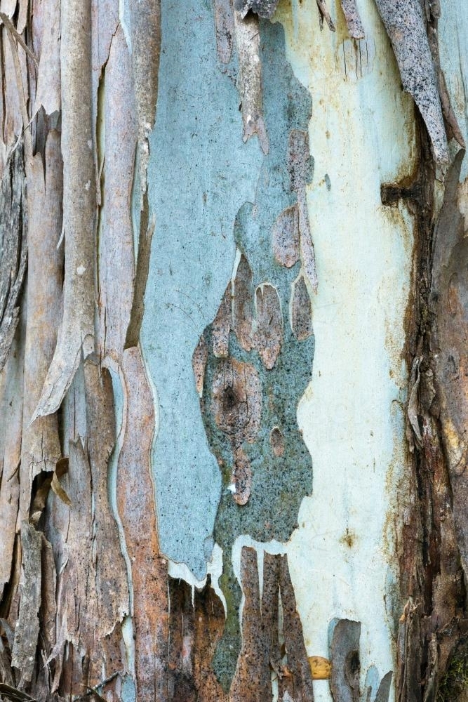 Close up of gum tree trunk with new blue growth and peeling bark - Australian Stock Image