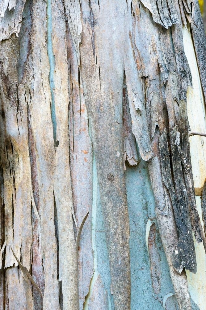 Image of Close up of gum tree trunk with new blue growth and peeling