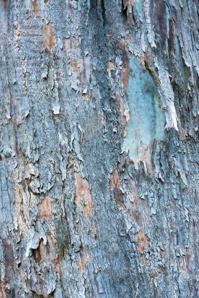 Close up of gum tree trunk with new blue growth and peeling bark - Australian Stock Image