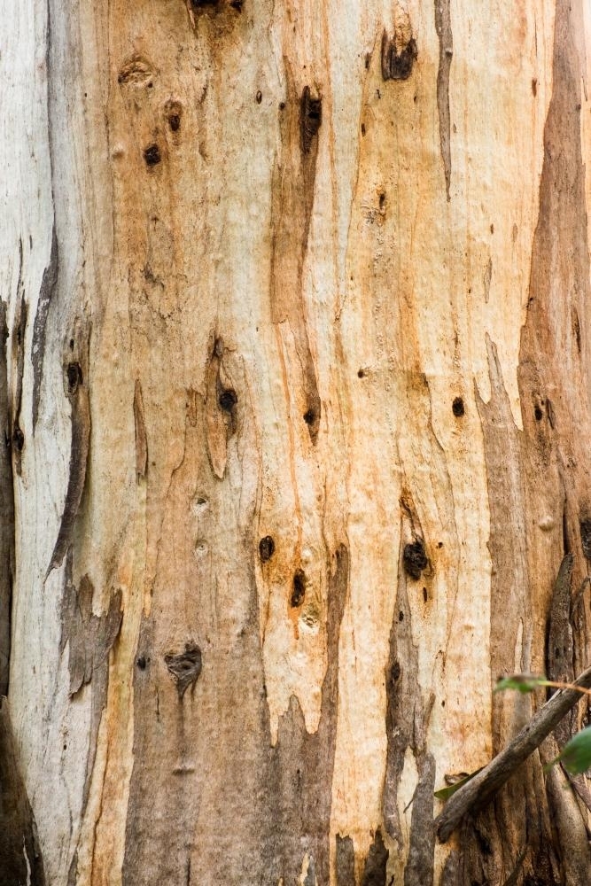 Close up of gum tree trunk with peeling bark and streaked orange colouring - Australian Stock Image