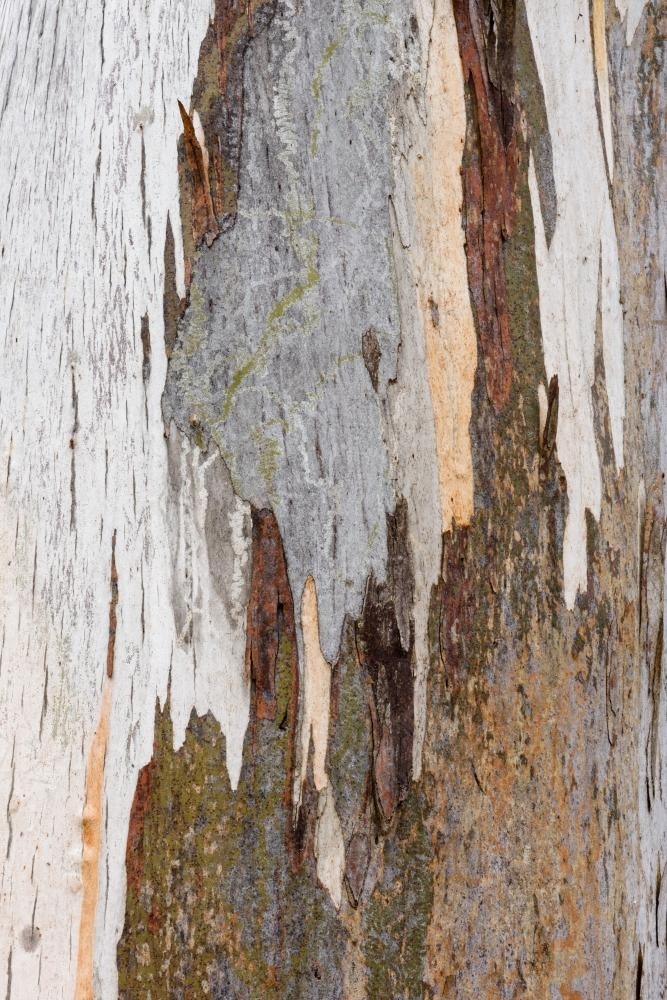 Close up of gum tree trunk with peeling brown bark and orange, grey and white new growth - Australian Stock Image