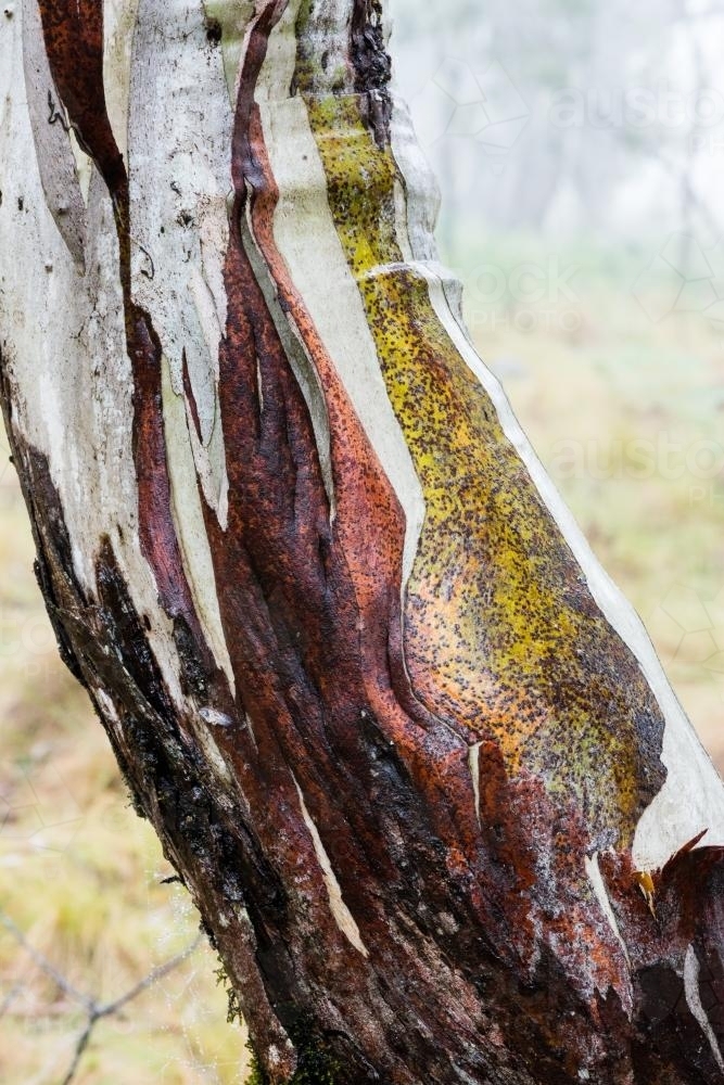 Close up of gum tree trunk with peeling red bark and green, grey and white new growth - Australian Stock Image