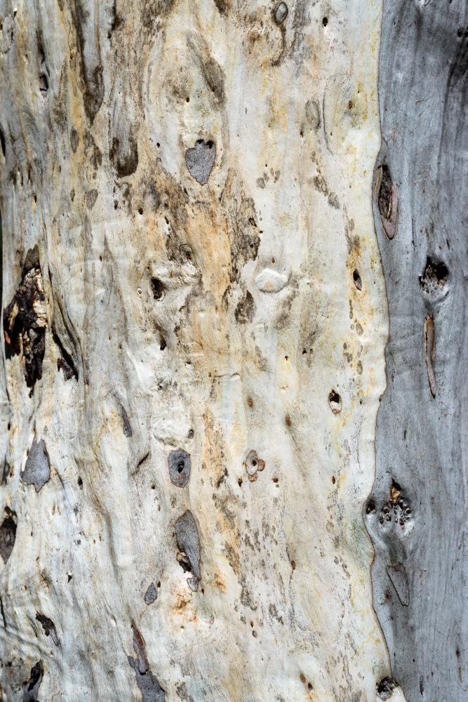 Close up of gum tree trunk with rough texture and grey and white colouring - Australian Stock Image