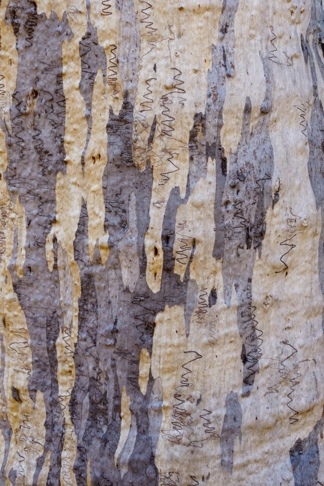Close up of gum tree trunk with rough texture and grey, yellow and white colouring - Australian Stock Image