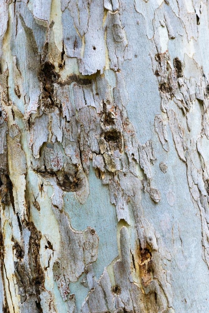 Close up of gum tree trunk with rough texture and peeling bark - Australian Stock Image