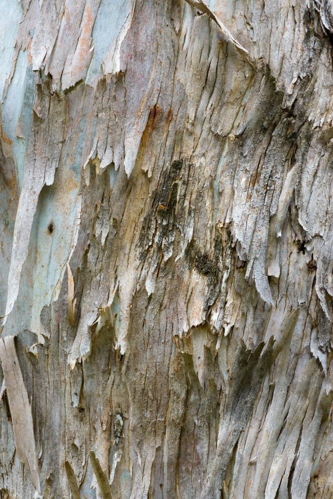 Close up of gum tree trunk with rough texture and peeling bark - Australian Stock Image